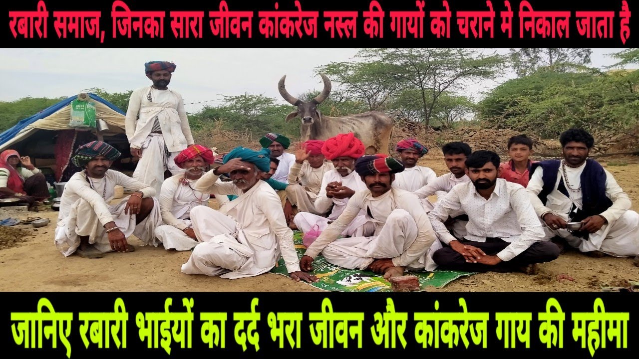 Kankrej Cows, रबारी जनजाति का संघर्ष भरा जीवन जरुर देखें, Rabari Tribe has a very difficult life