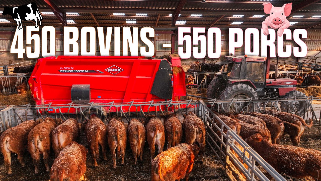 🐄 450 BOVINS & 550 PORCS 🐷 tout en VENTE DIRECTE depuis cette FERME ! 🤠