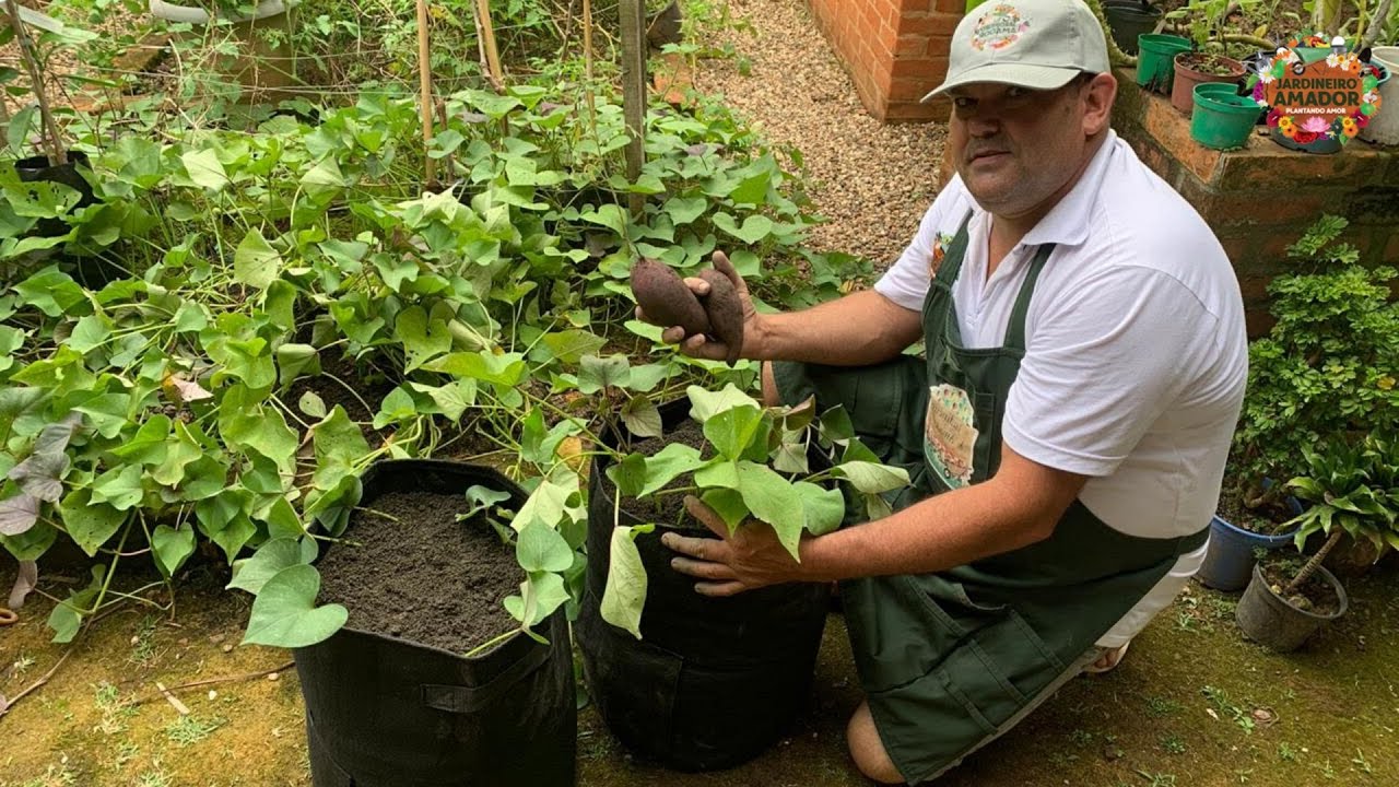 Batata Doce | Como Plantar em Sacos na Horta Em Casa