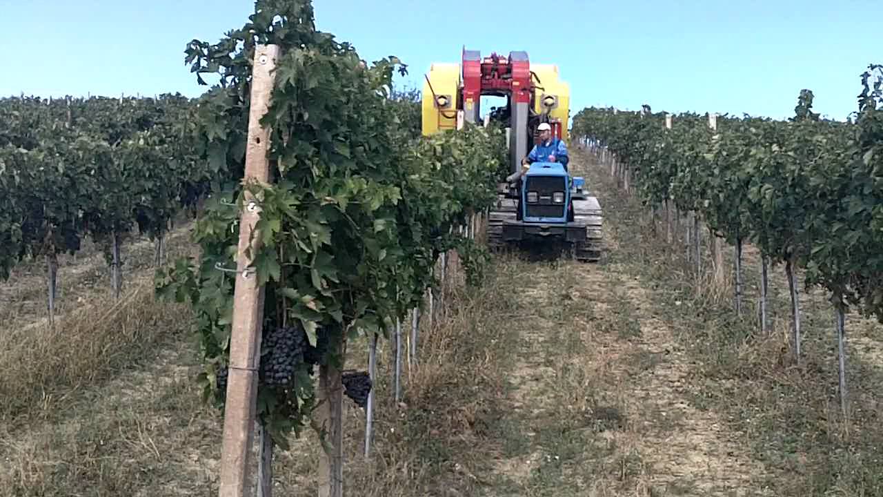 Vendemmia a Paglieta Suriani Angela