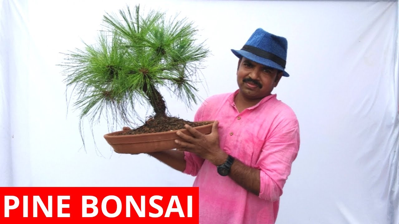 How to make pine bonsai? Part 2