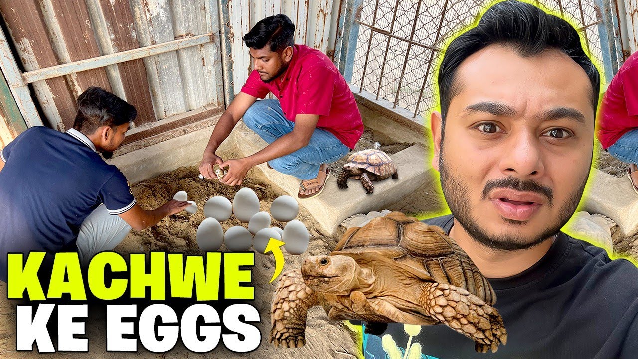 KACHWEY NE EGGS DE KAR TOR DYE 😩 Tortoise egg laying
