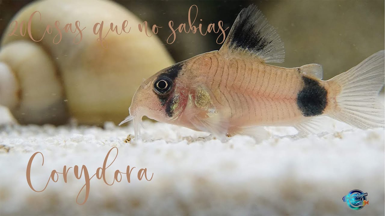 20 Cosas que no sabias del pez gato (Corydora)
