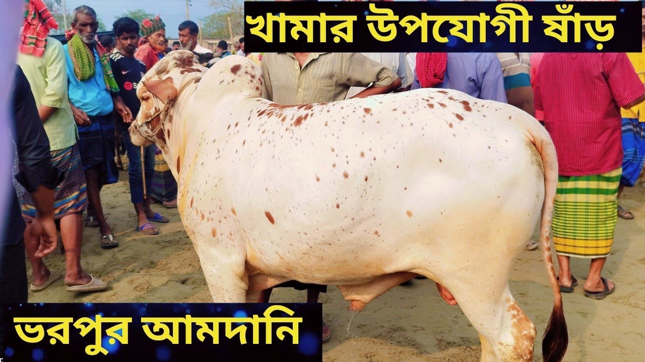 চুয়াডাঙ্গা আলমডাঙ্গা হাটে সুন্দর সুন্দর পালার ও কসাই গরু কেমন দামে বিক্রি হচ্ছে।