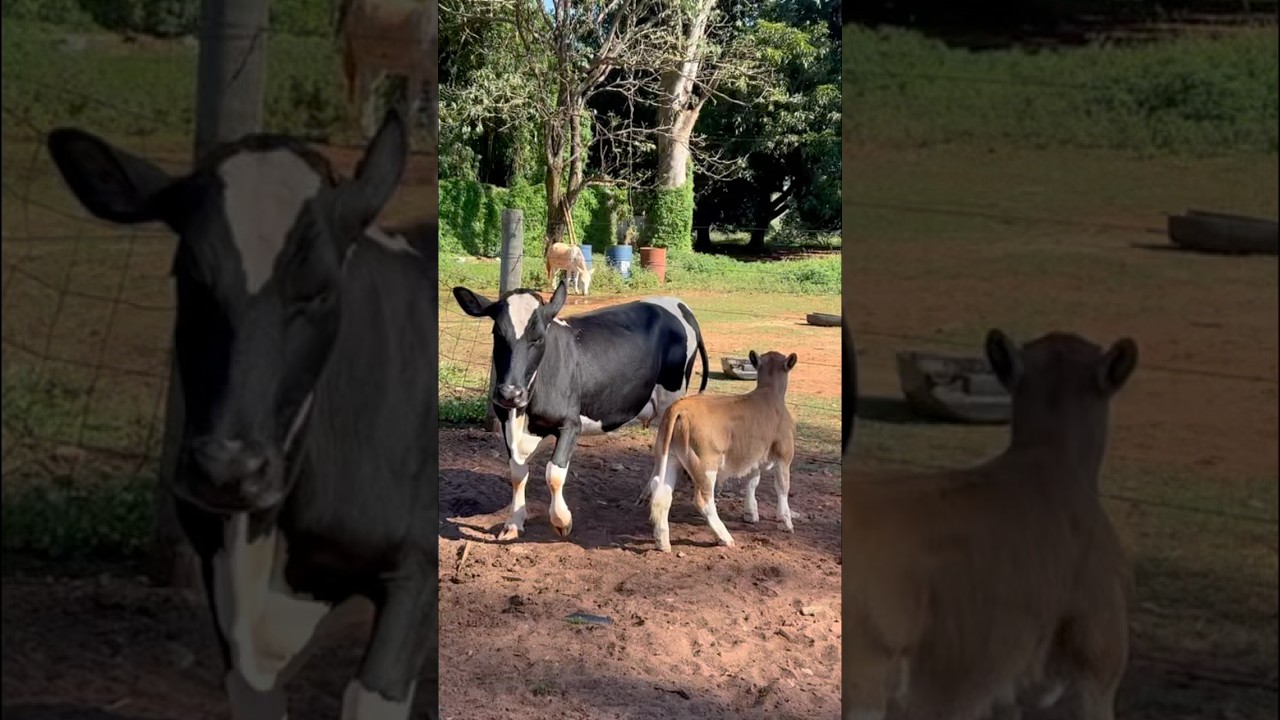 ESTA MINI VACA DA 12 LITROS A PASTO. #minivaca #leite #vaca #gir #ro&ccedil;a #fazenda #pecuarista #agro