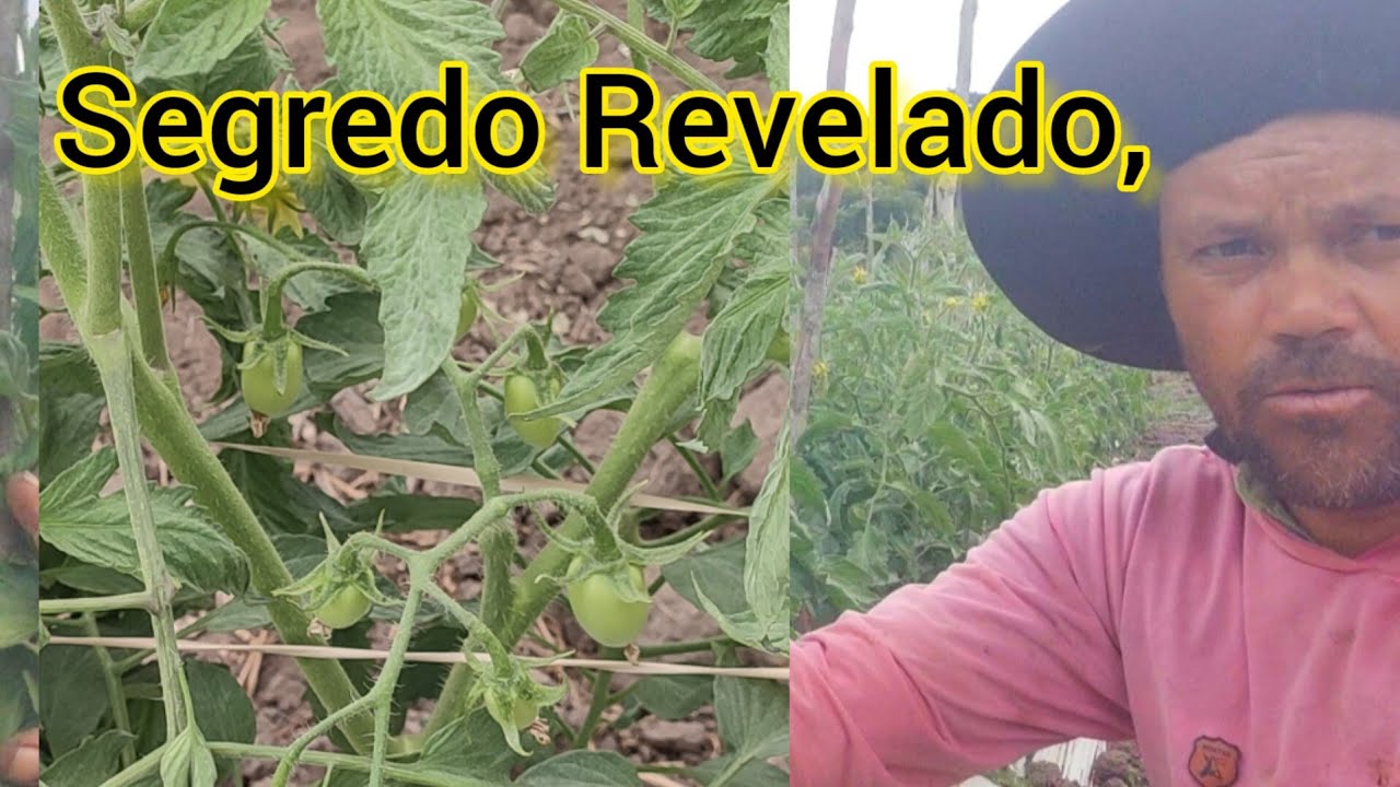 como fazer uma desbrota no tomate determinado#tomate