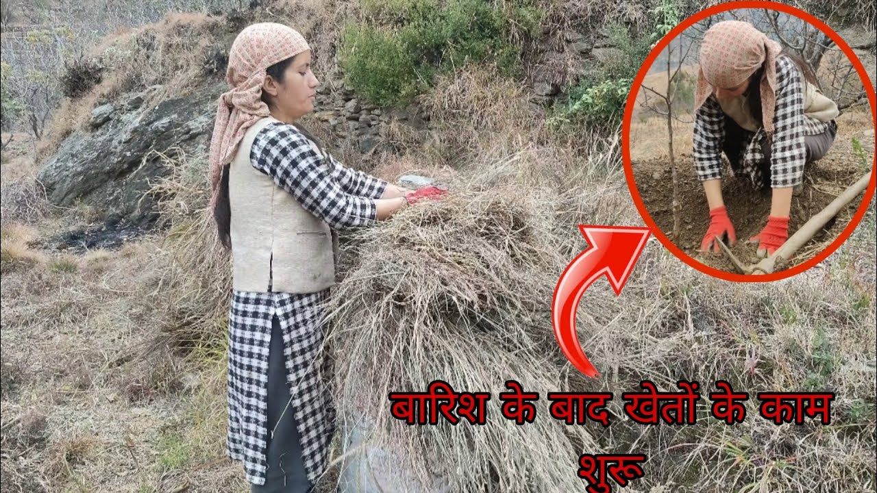 बारिश के बाद हो गया खेतों मे काम शुरू || फिर से बारिश आ गई || Priti verma vlogs || 