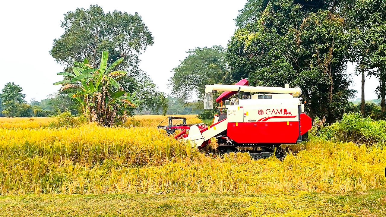 First Day with My Rice Harvester 😍 | Day 1 Harvest