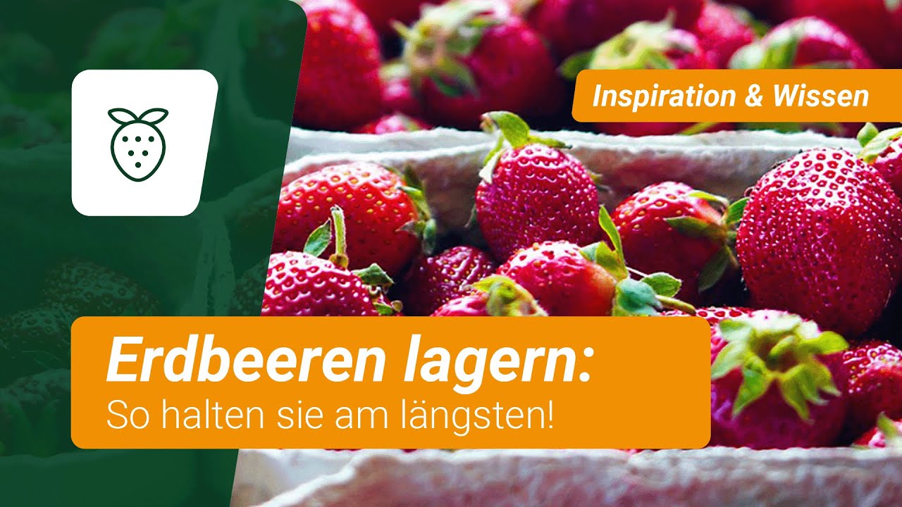 Erdbeeren lagern: So halten sie am längsten!