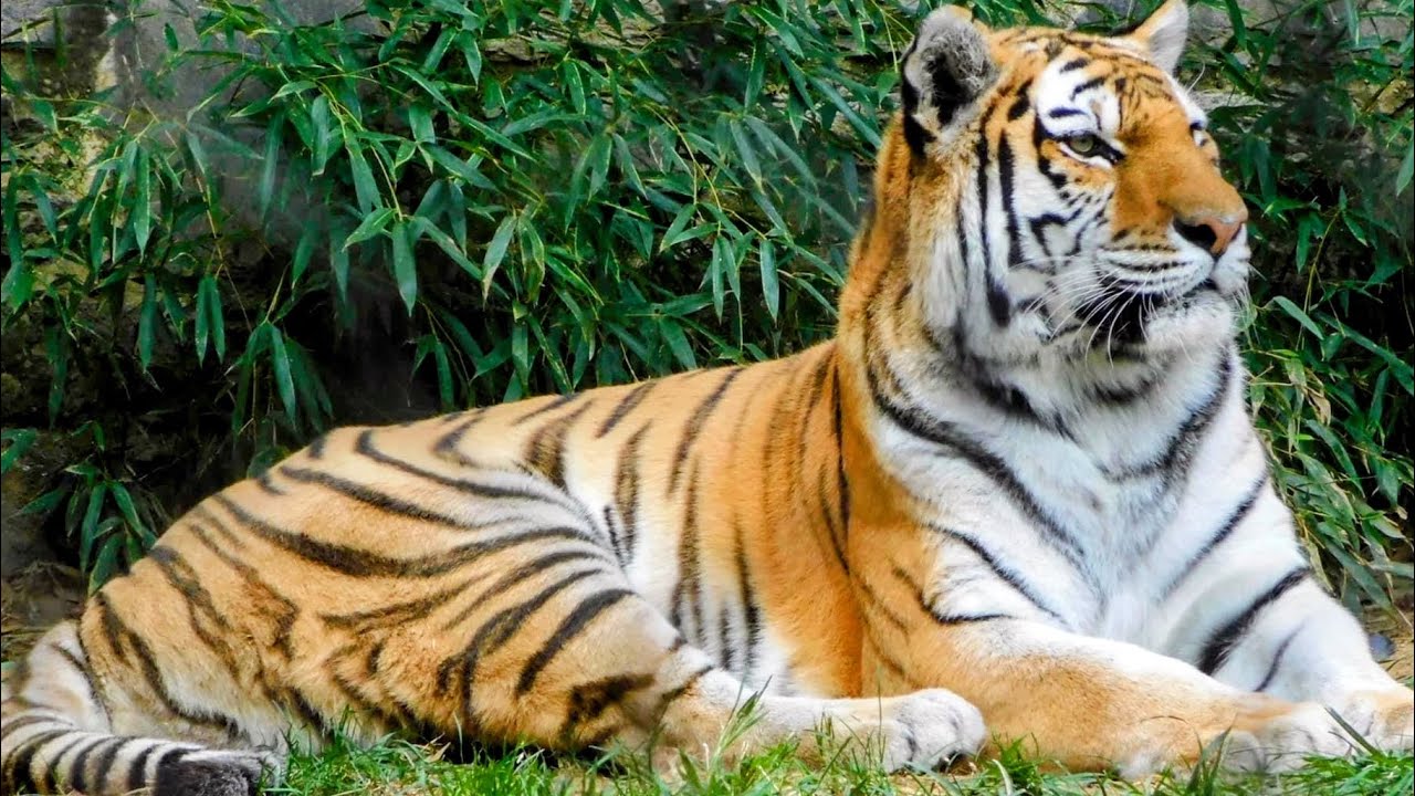 My Favorite Videos of the Amur tiger