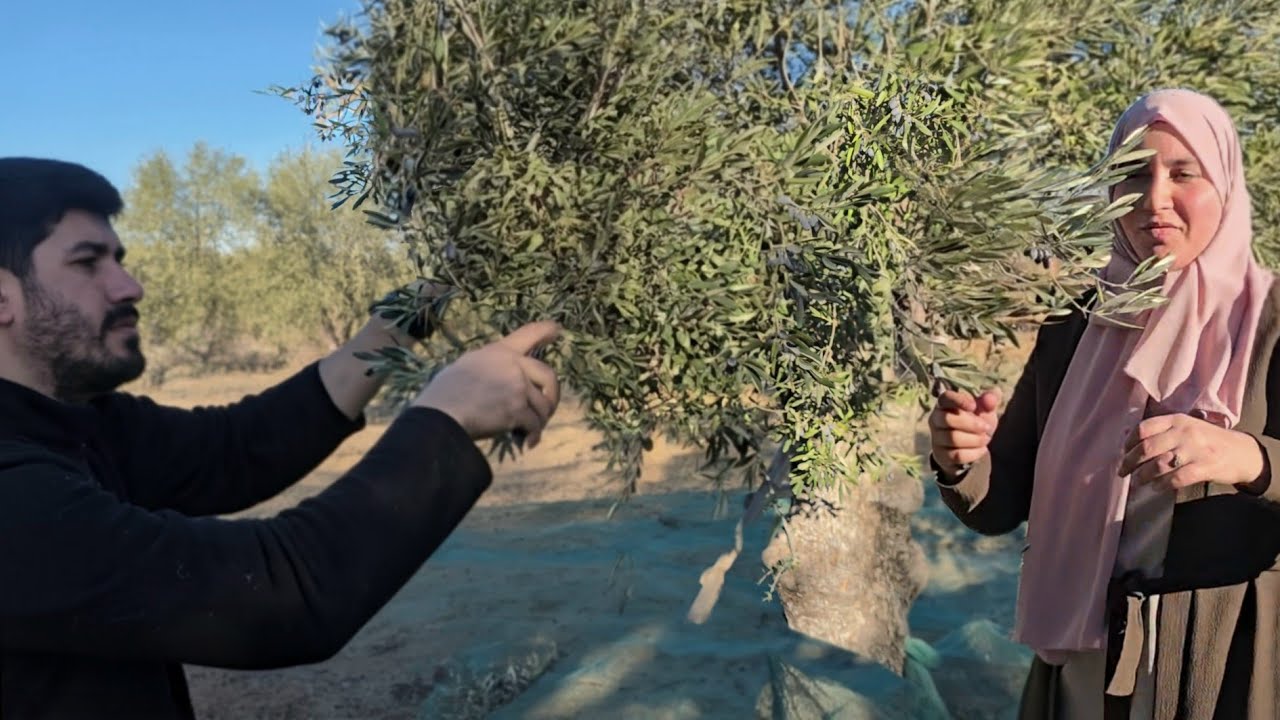 جني الزيتون التونسي بطريقة زمنية 🌳ملوخية عالحطب 🔥 