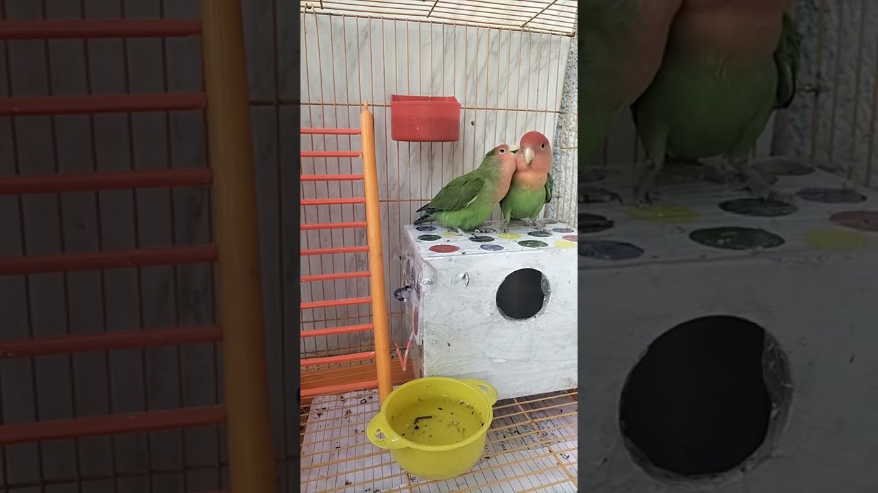 African Love Birds🐥 is live!