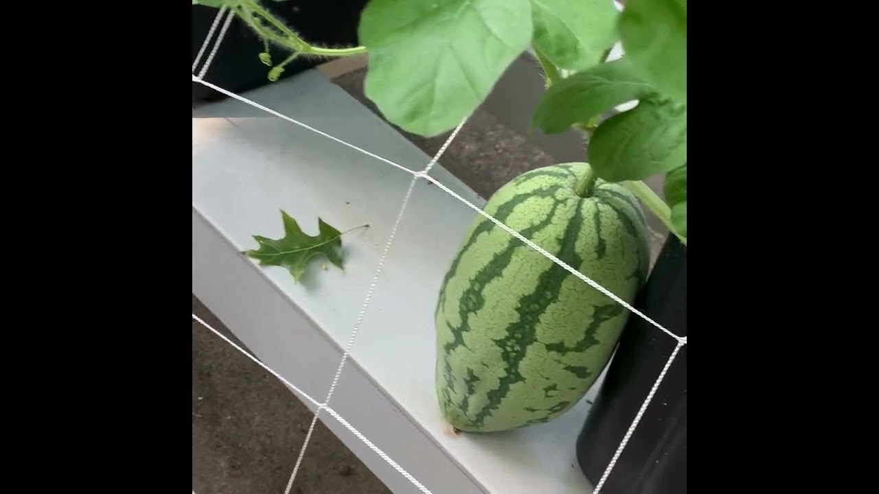 Riverponics Growing Systems Urban Gardening