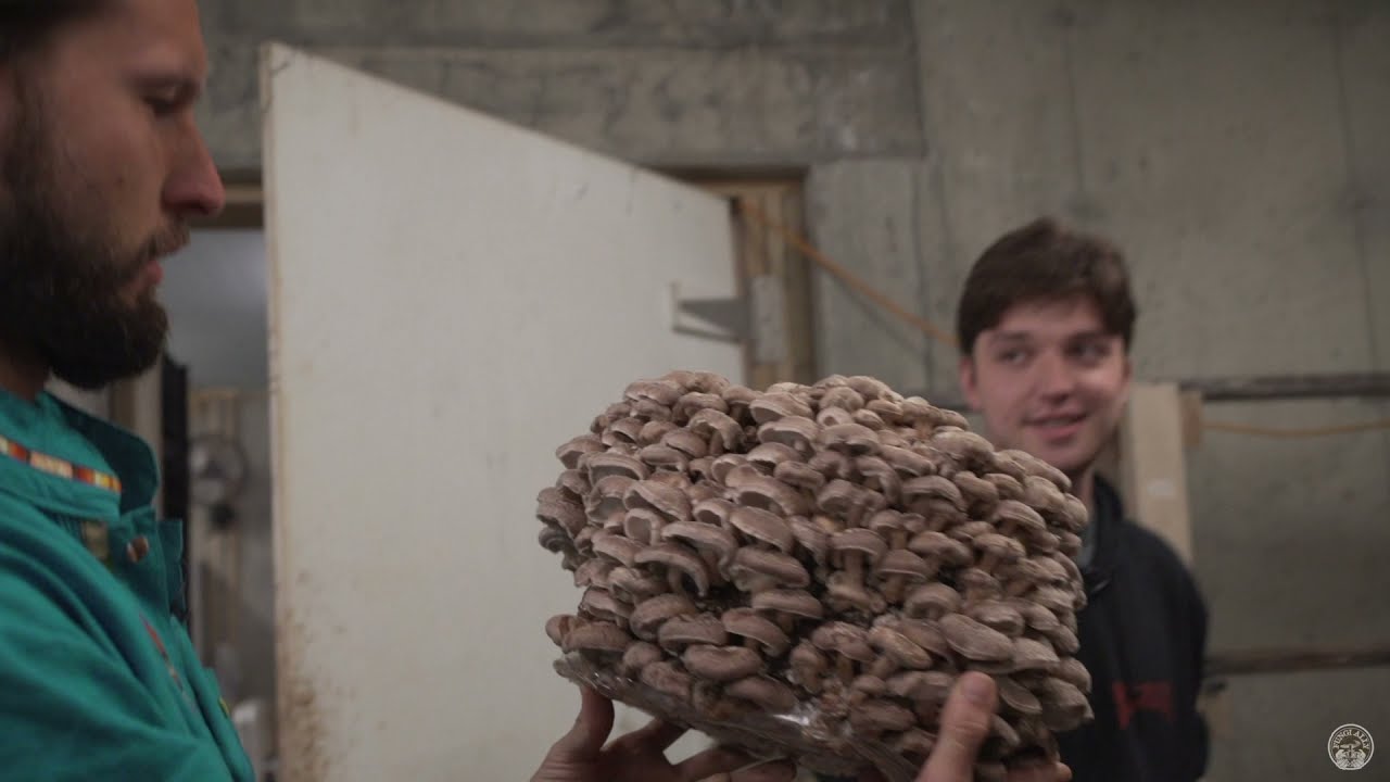 Shiitake Mushroom Initiation and Fruiting at Rock City Mushrooms