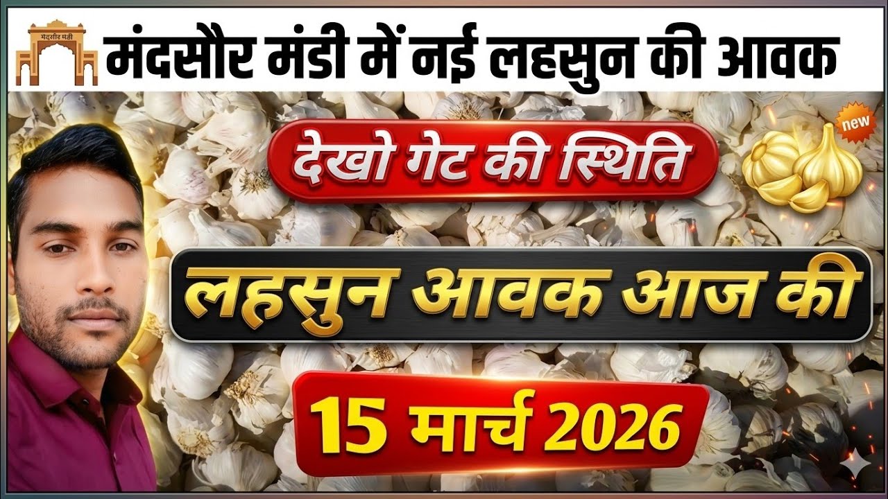 15 मार्च 2026 मंदसौर मंडी लहसुन की आवक | Lahsun Aavak Aaj ki Mandaaur Mandi 