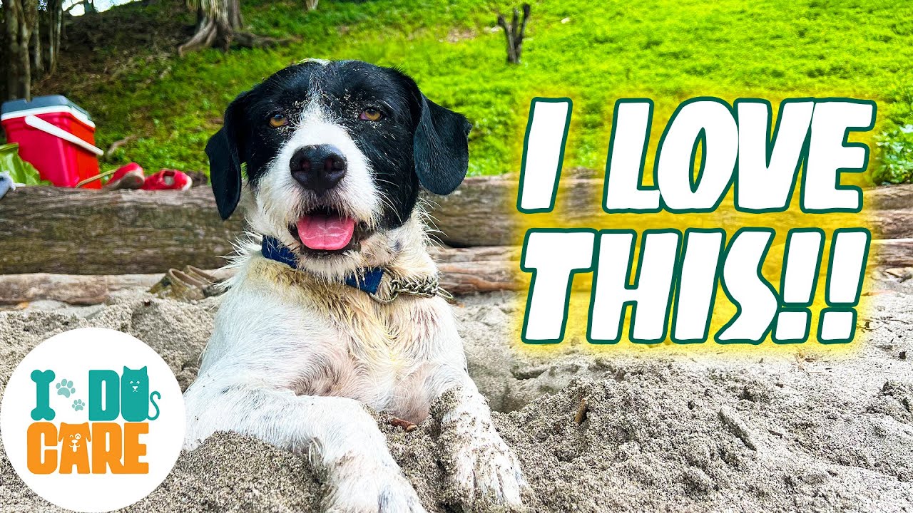 Abandoned Dog Goes to the Beach for First Time 🏝️