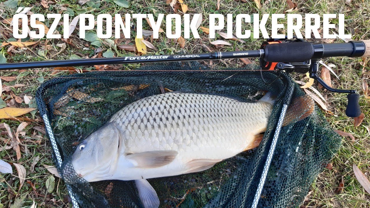Őszi pontyok light picker bottal | Feeder horgászat