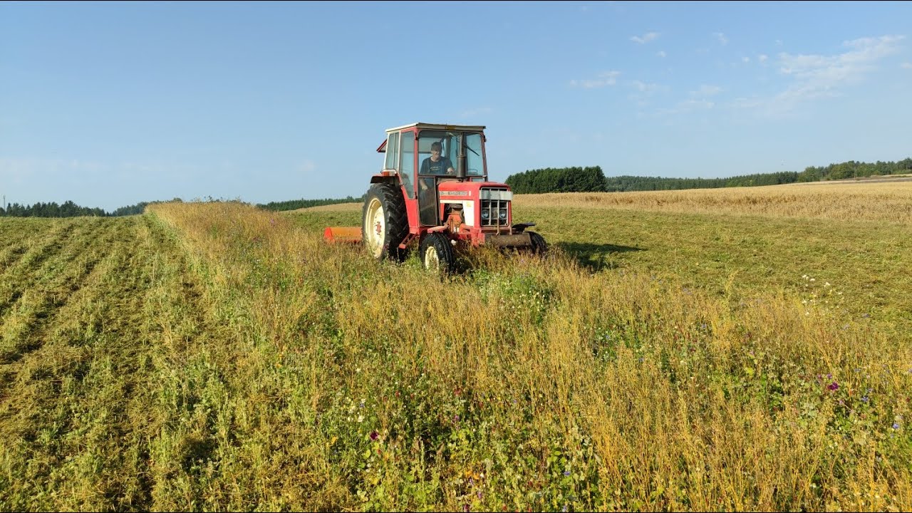 Mulchen mit IHC 574 #caseih #caseihagriculture #ihc #mulchen #mulcher #traktor #landwirtschaft 
