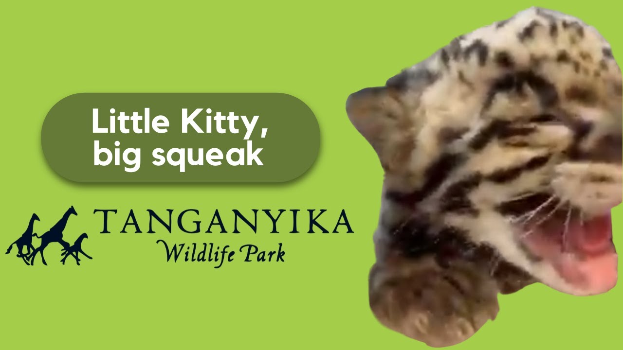 Clouded Leopard Cub Squeaks 😍 #cloudedleopard #leopards #leopard #cats #cats #bigcats #bigcat