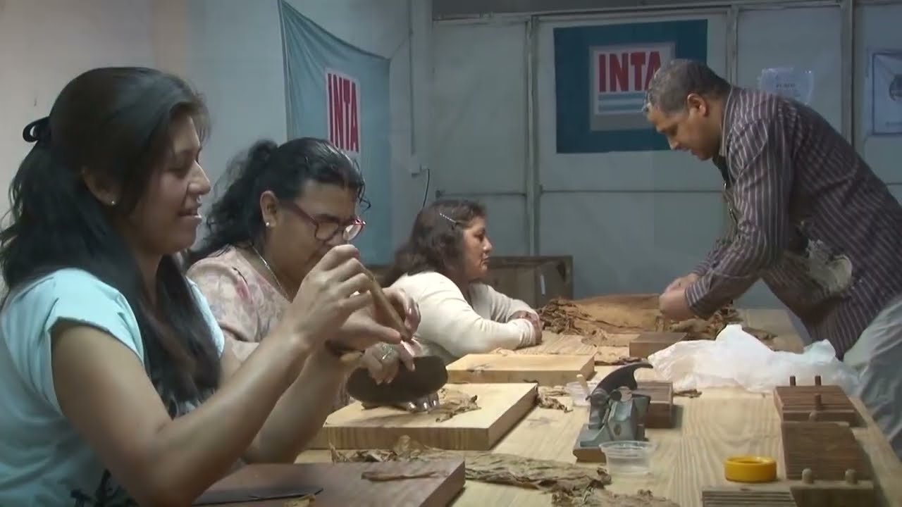 Armadores de puros salteños producen su propia materia prima