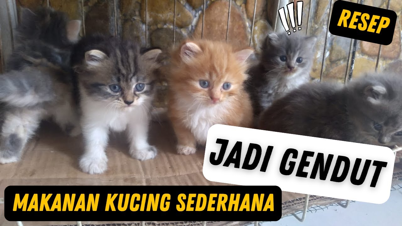 Makanan kucing untuk kucing yang bisa bikin kucing gemuk