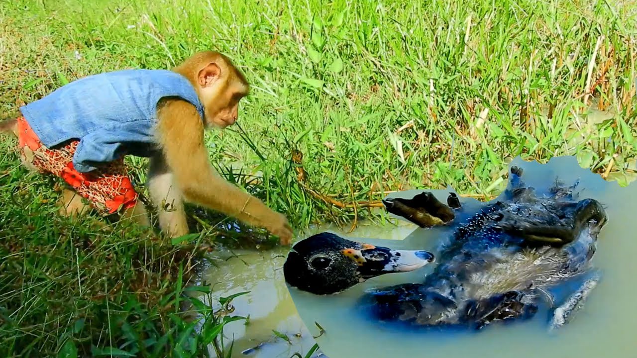 Worry On Duckling ! SokYaa Need Help First