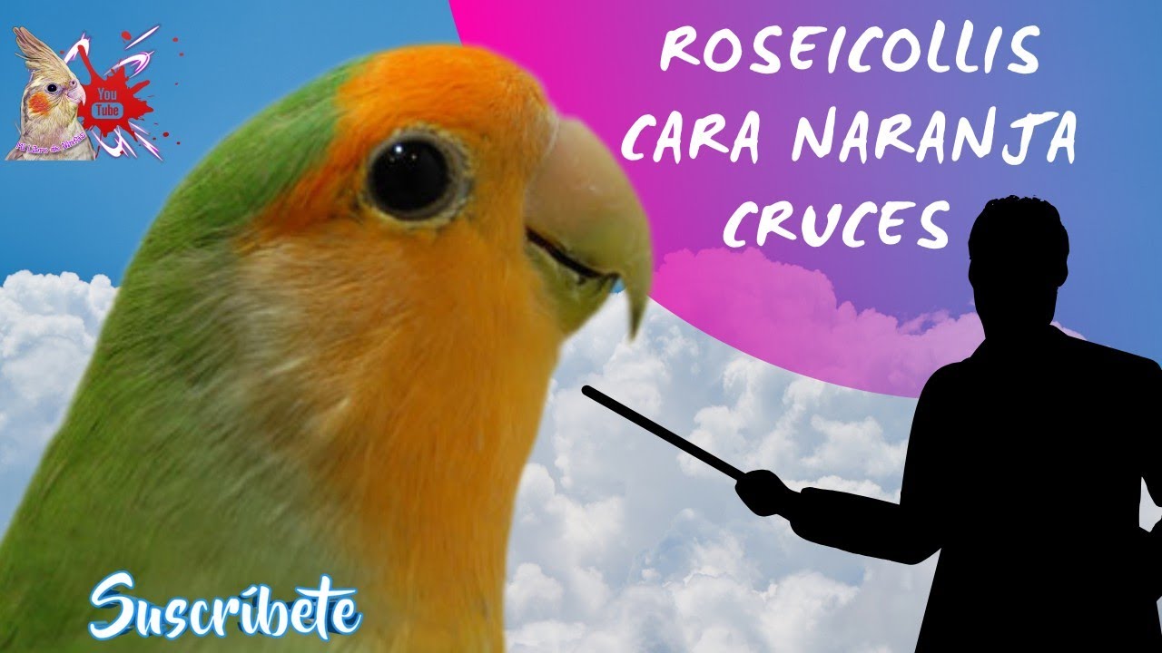 👌 Como Mezclar un Roseicolli Cara Naranja 😉