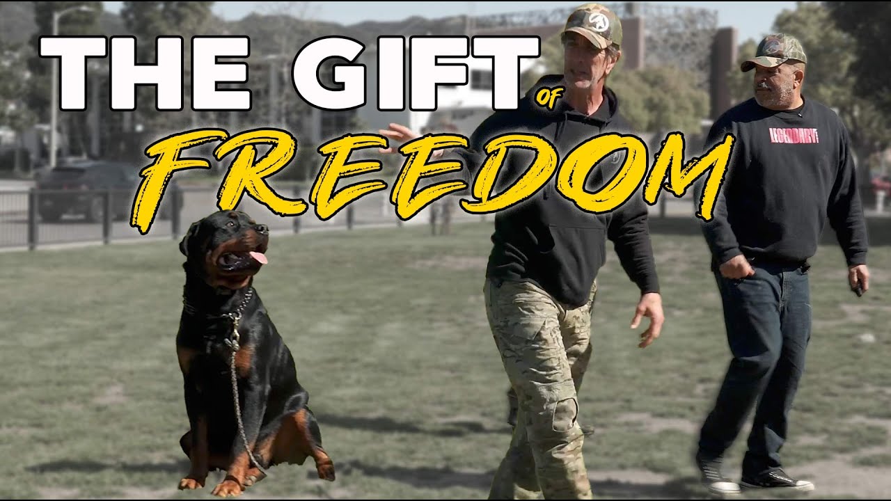 How to Introduce the ECollar to Your Dog for the First Time - Fair, Effective and Humane