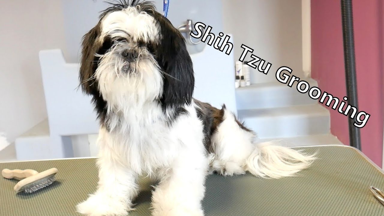 Grooming Guide - Let's groom Shih tzu! #47