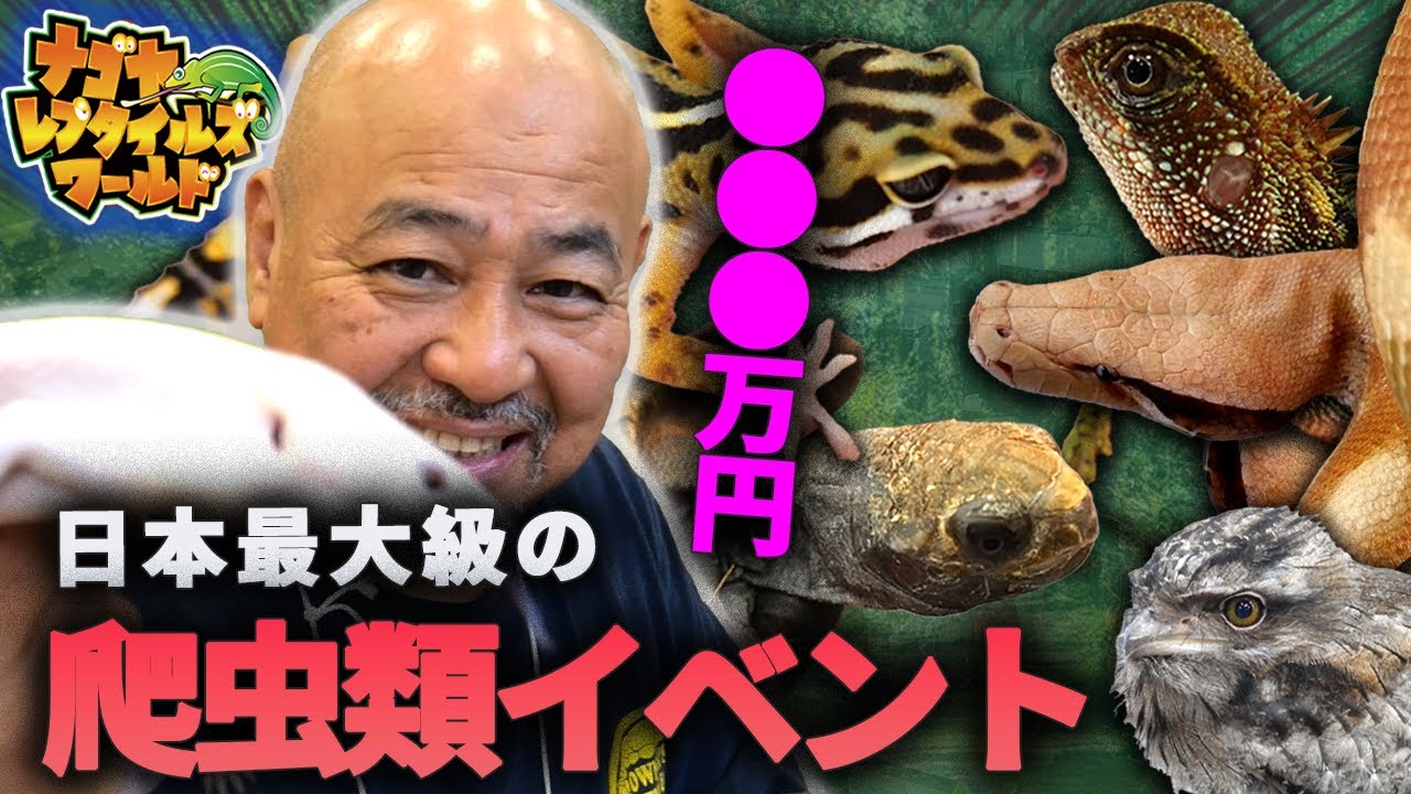 最大級の爬虫類イベントに超高額生体がいた...【ナゴヤレプタイルズワールド2025】