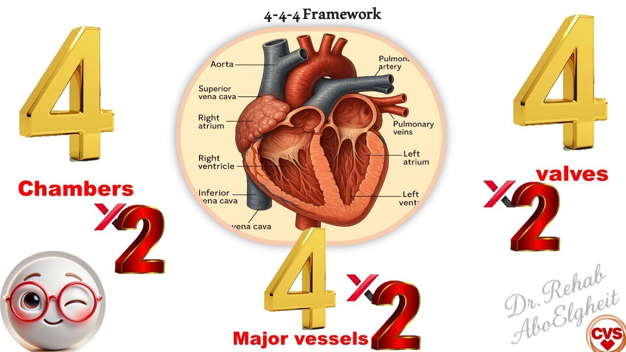 Cardiovascular Physiology-Introduction to CVS