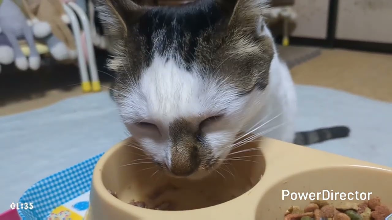 ニャアの夕食タイムトライアル(20260107)