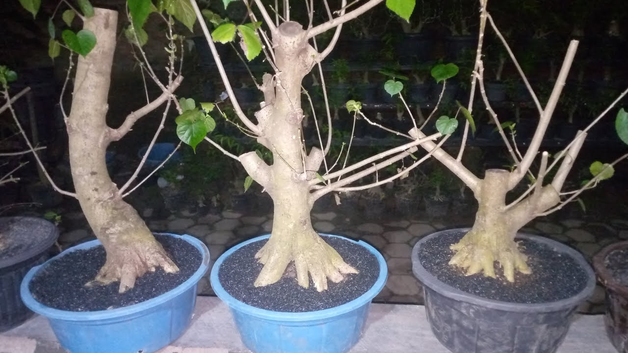 Bahan bonsai istimewah jangan sampe ketinggalan di gasken..