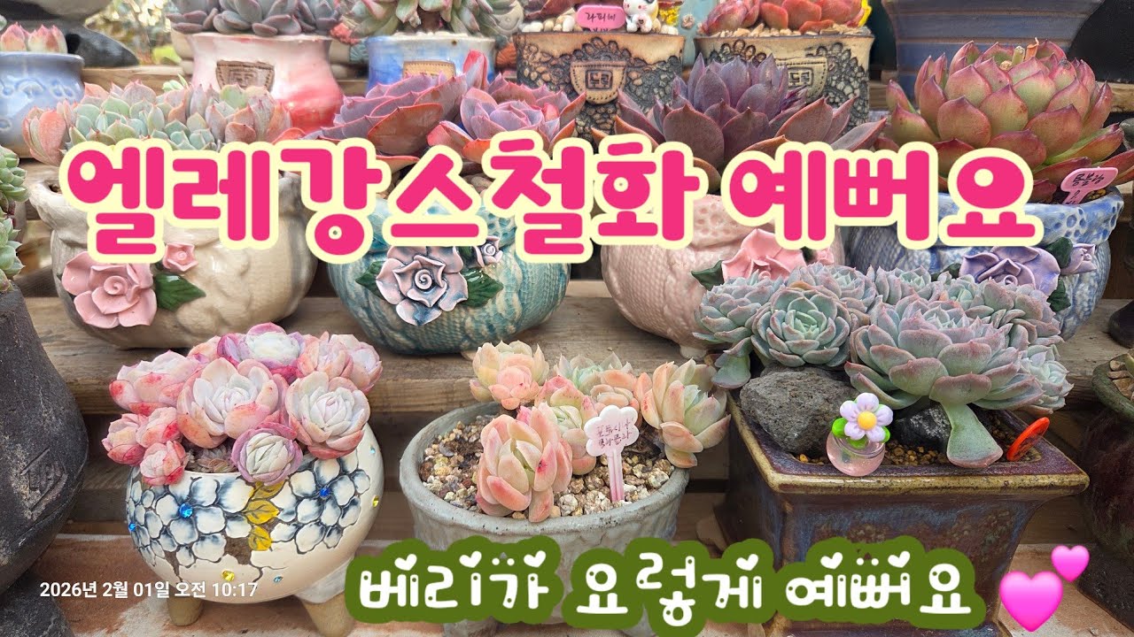 보자마자 반해버린 엘레강스철화💕 수형, 가격 모두 합격💕엘레강스철화 분갈이해요💕 꽃나래다육 010.2818.1441 