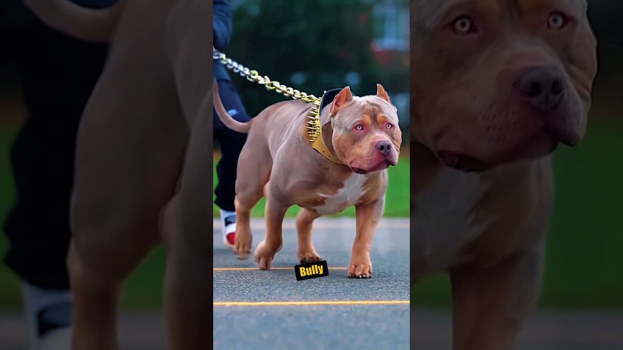 &iexcl;American Bully vs Lobo Gris! #americanbully #vs #lobogris #animalessalvajes