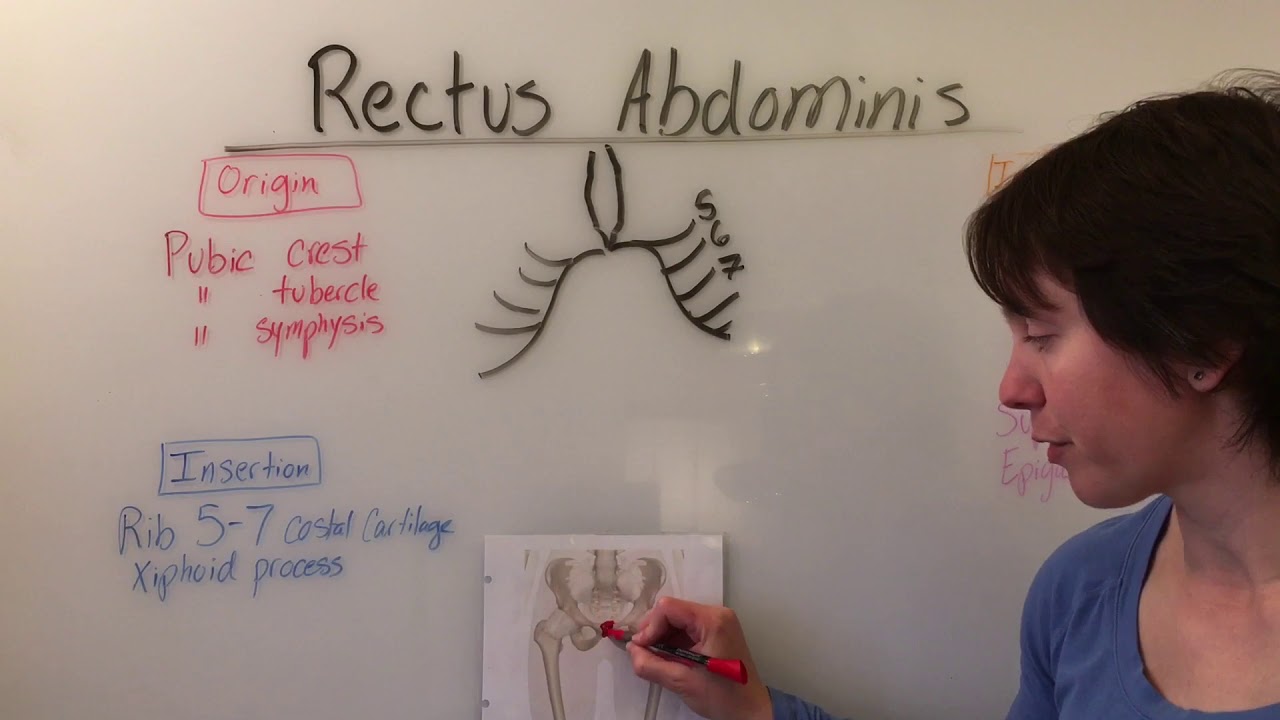 Rectus Abdominis Muscle Anatomy