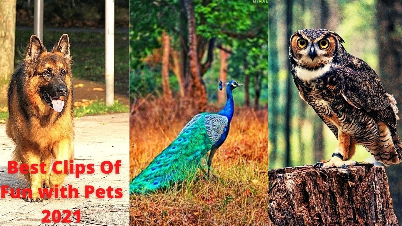 Best clips of Fun with pets 2021