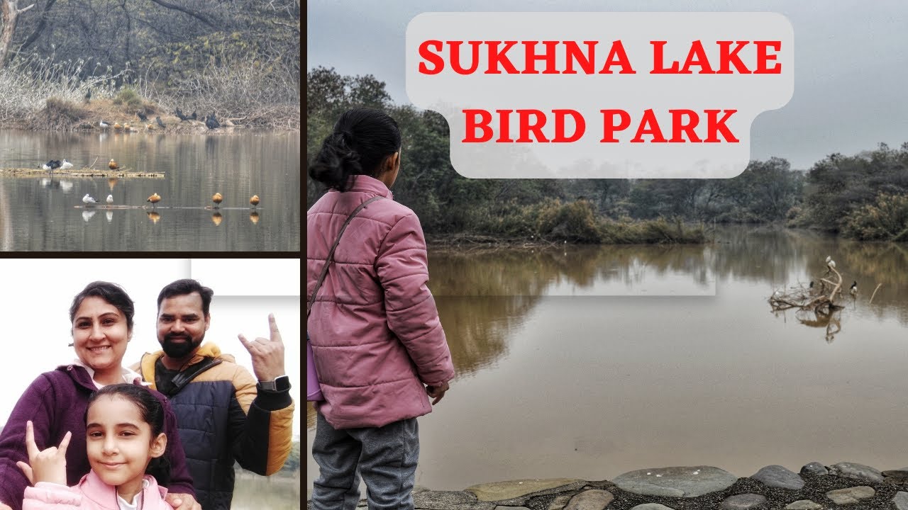 Bird watching at Sukhna Lake Bird Park Chandigarh @traxplorers #birdpark #sukhnalake #birdwatching