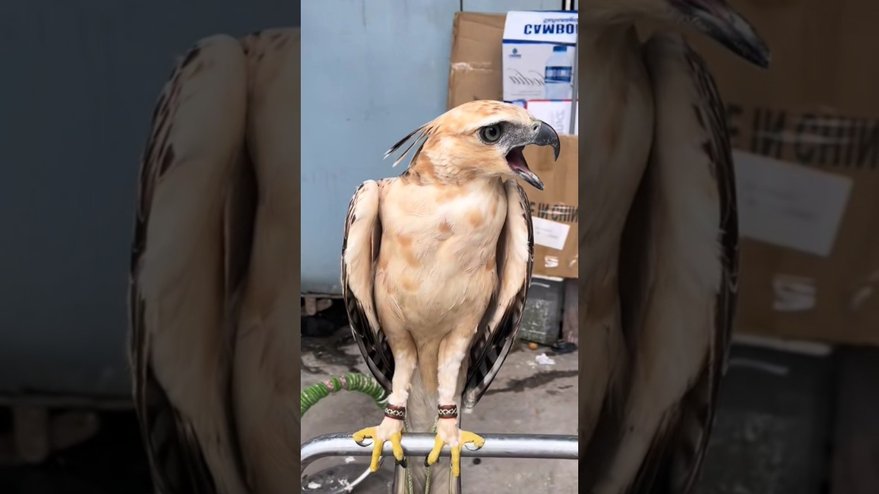 КОРОНА ОРЕЛ ЗВУЧИТ УДИВИТЕЛЬНО 😍❤️🦅 #wildlifeentertainment #дикаяприрода #птицы #охота