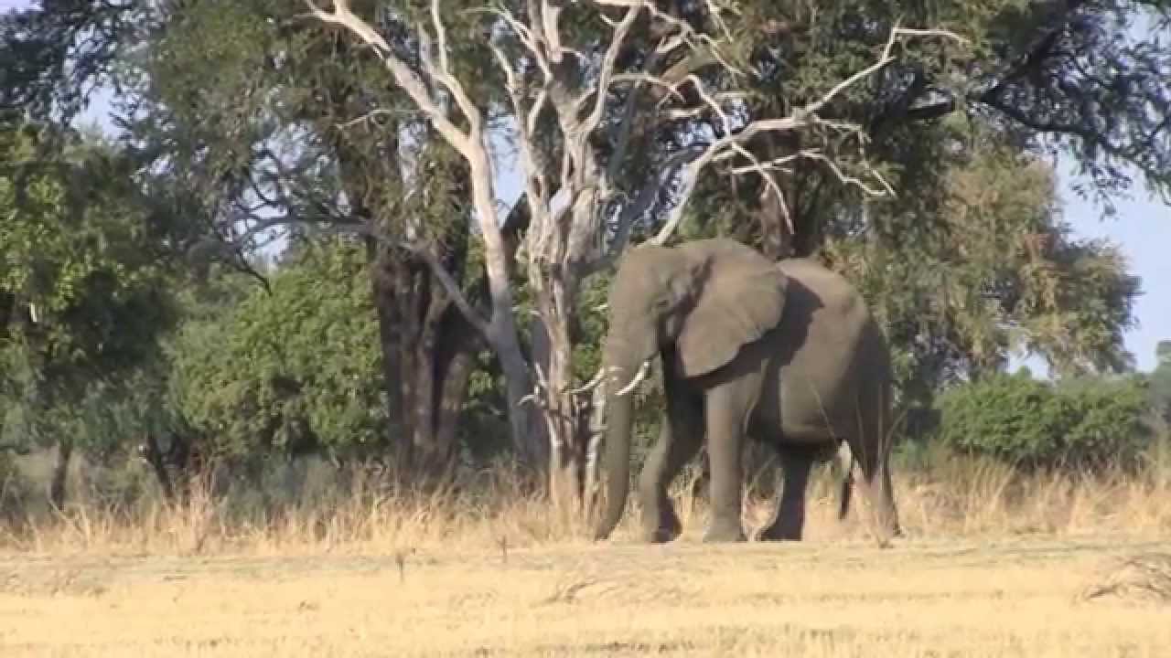 South Luangwa - Zambia 2014
