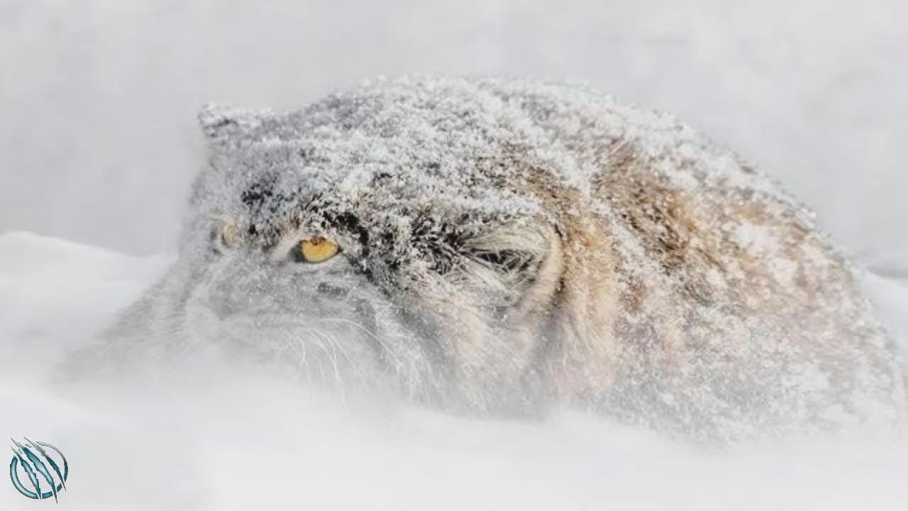Manul &ndash; najrzadszy i najbardziej zrzędliwy kot świata