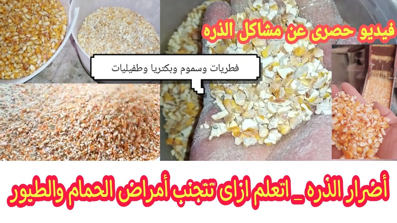 الذره الصفراء احذر منها واتعلم ازاى تستخدمها صح