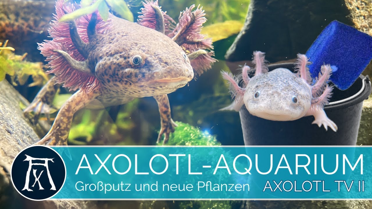 Aquarium Setup: Axolotl umsetzen, Aquarium reinigen und neu bepflanzen