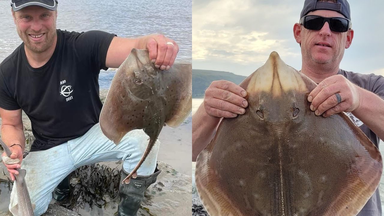 Somerset Reef and Bossington - Target Smooth Hound - Bristol Channel