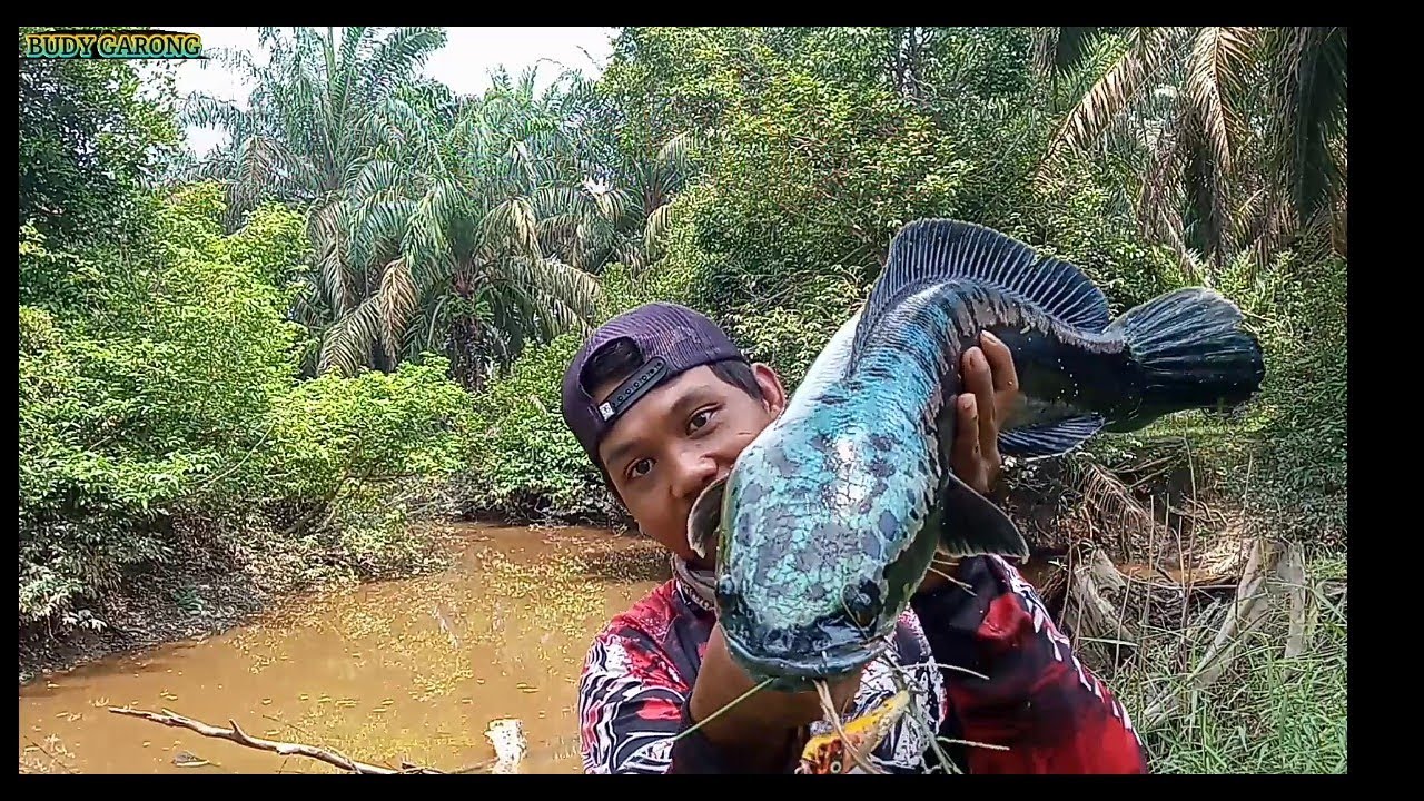 TOMAN MBEYONG, CastingToman ganas anak nya masih merah di perkebunan kelapa sawit jambi, snakehead