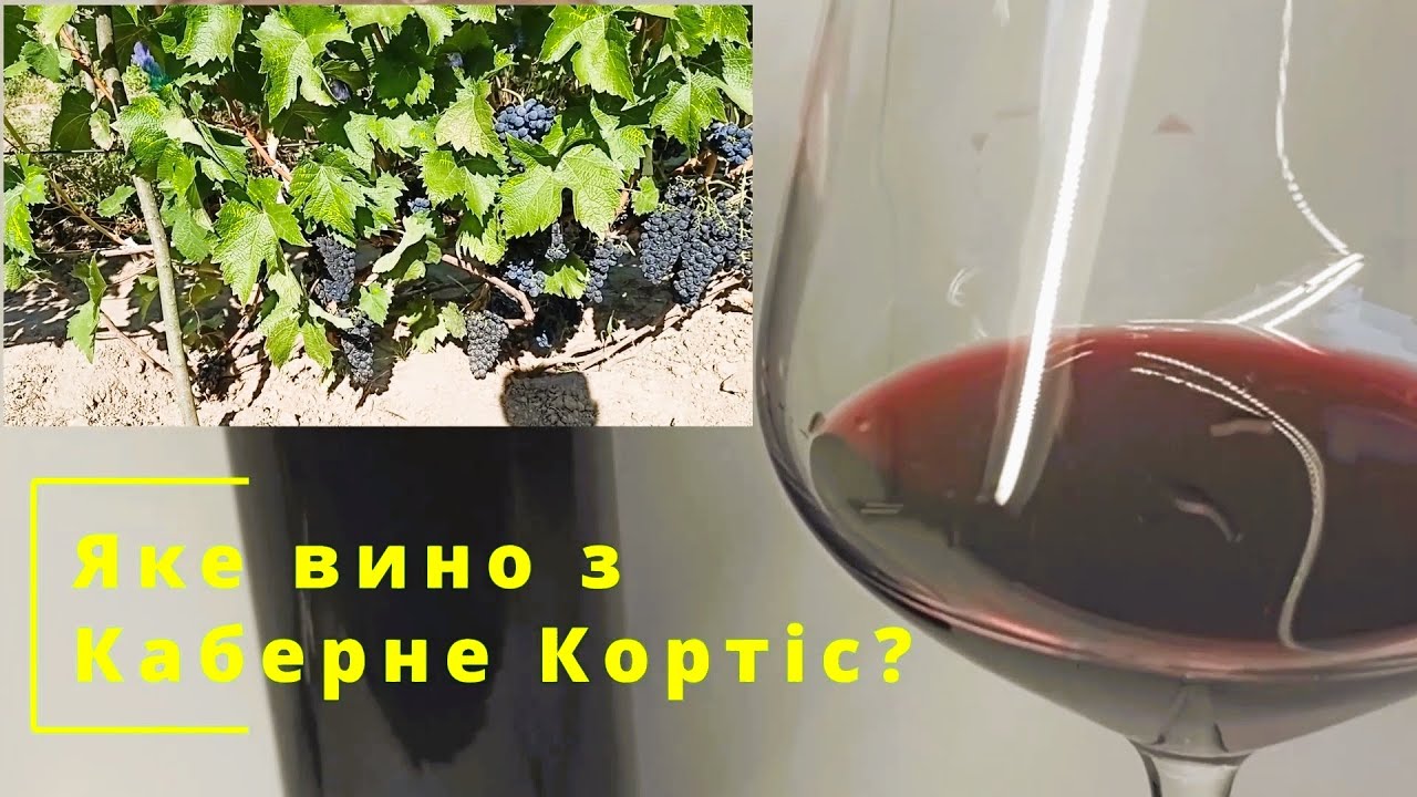 Огляд на червоне сухе вино з винограду Каберне Кортіс