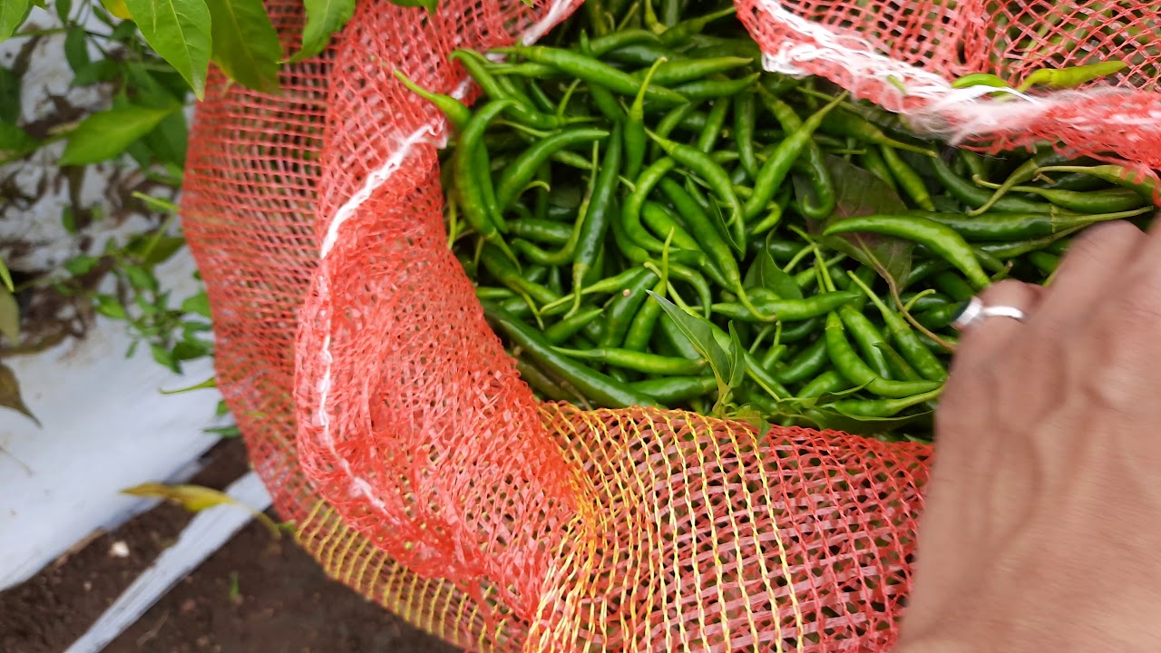 Fresh Indian G4 Chilli Cutting at Farm From Pune For Export Purpose Farm Expert +919702939797