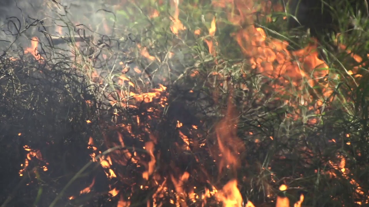 Wildland Fire Embers