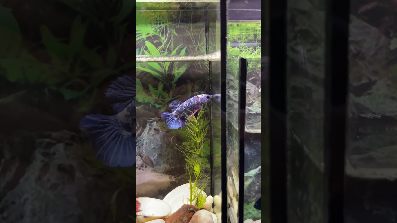 Amazing catch! beautiful aquarium in small pond #explore168 #aquarium #video #bettafish #bettafish