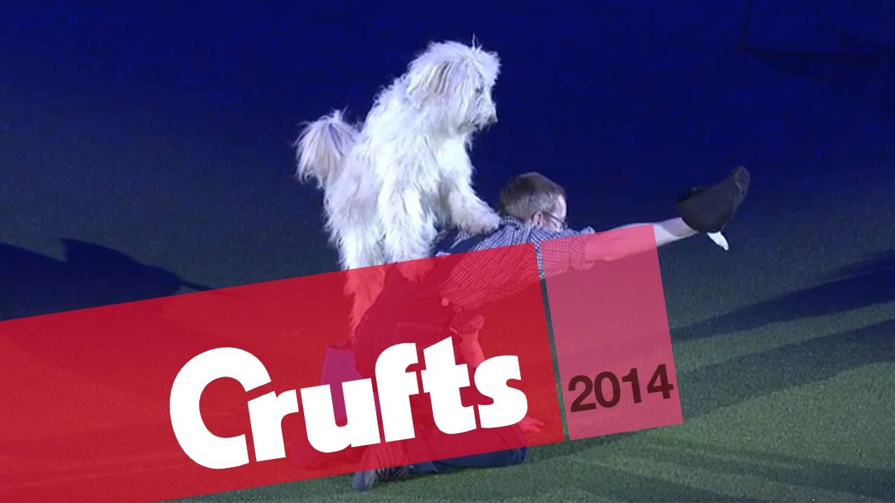 Heelwork to Music | Freestyle International | 1st Place | Crufts 2014